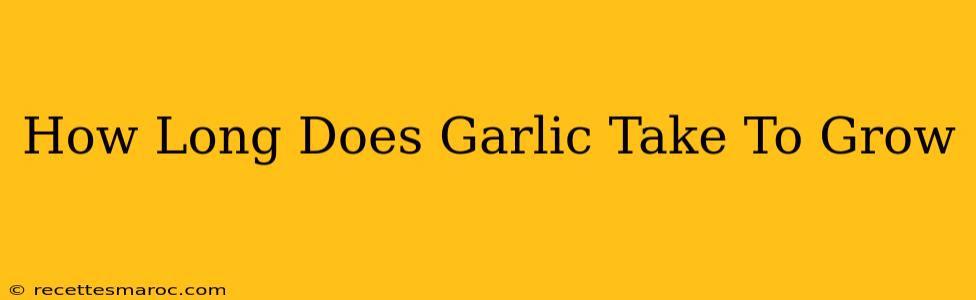 How Long Does Garlic Take To Grow