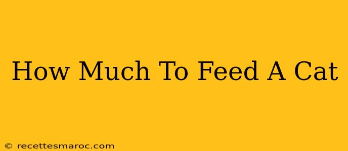 How Much To Feed A Cat