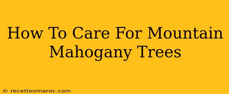 How To Care For Mountain Mahogany Trees