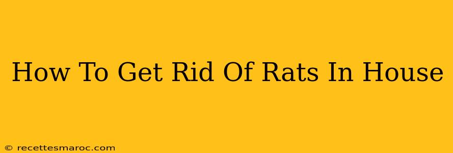 How To Get Rid Of Rats In House