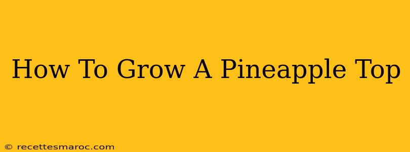 How To Grow A Pineapple Top