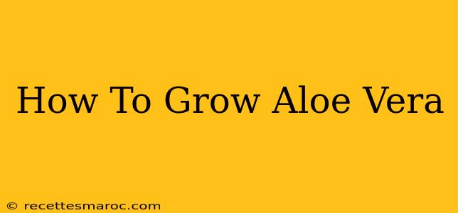 How To Grow Aloe Vera