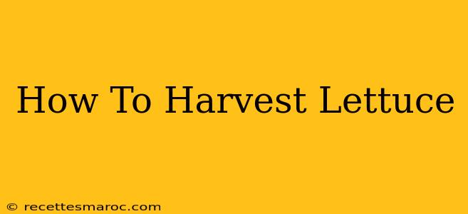 How To Harvest Lettuce